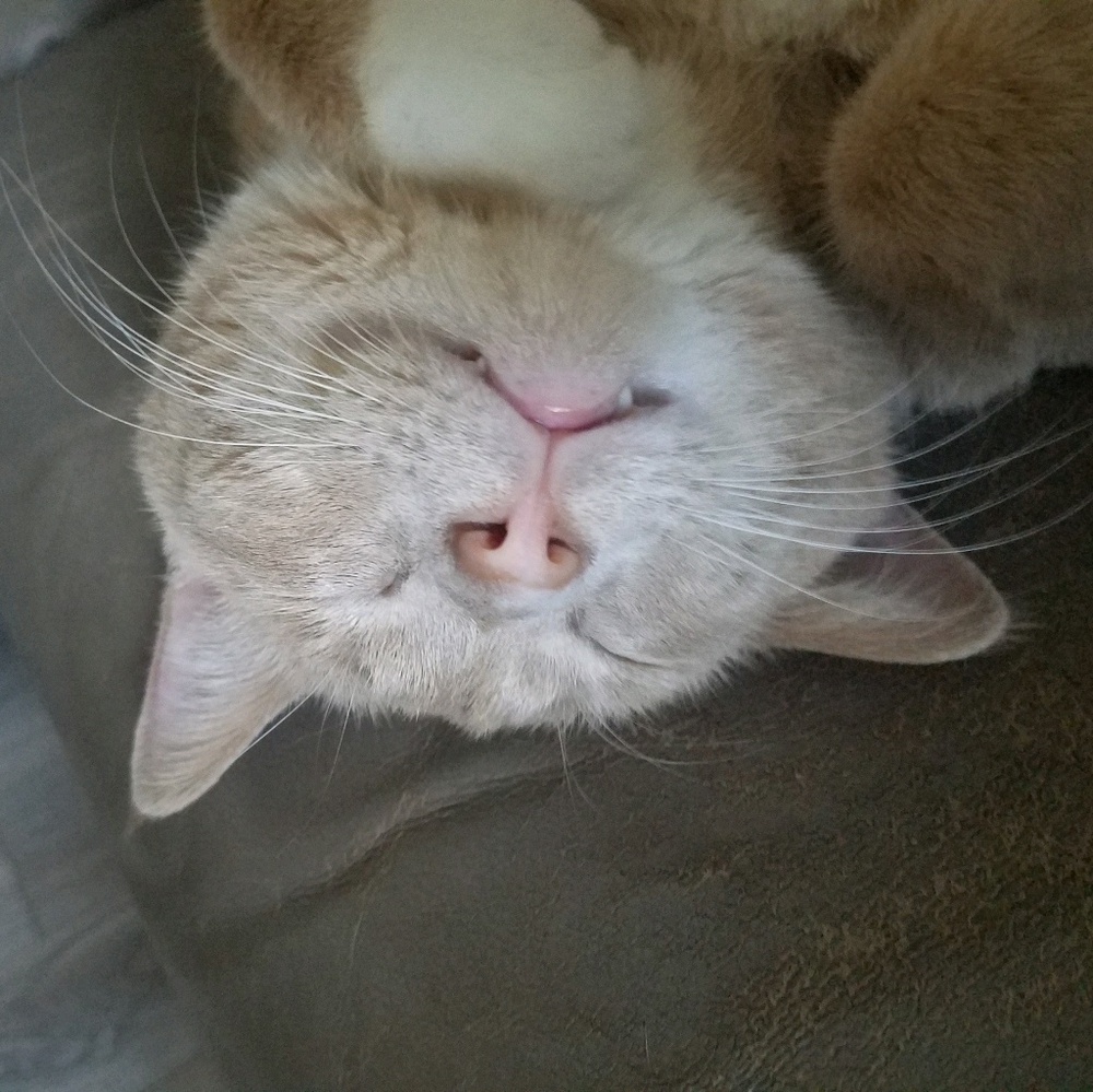 Meet your Posher, Denise